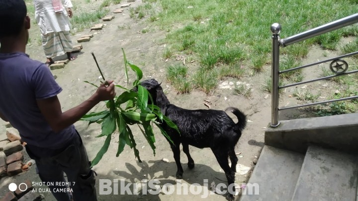 তিনটি খাসি বিক্রি করা হবে।